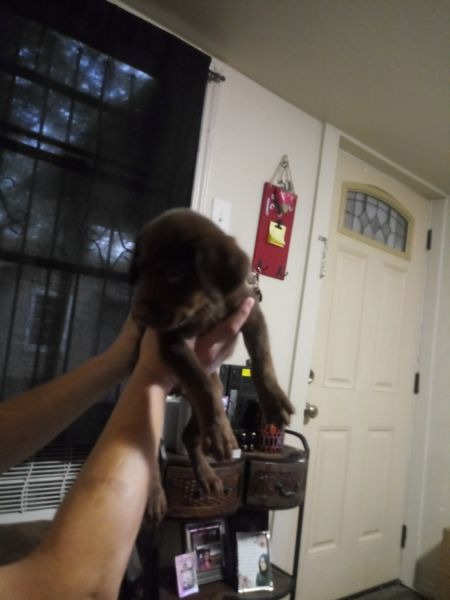 Choclate labrador male puppy selling fast
