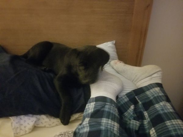 Labrador puppy, all shots all paperwork