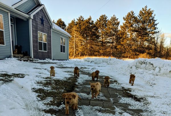 AKC Fox Red Pointing Labradors