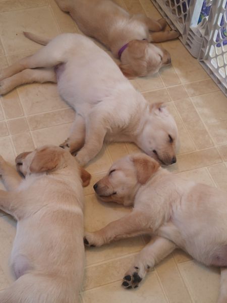 Golden Lab puppies