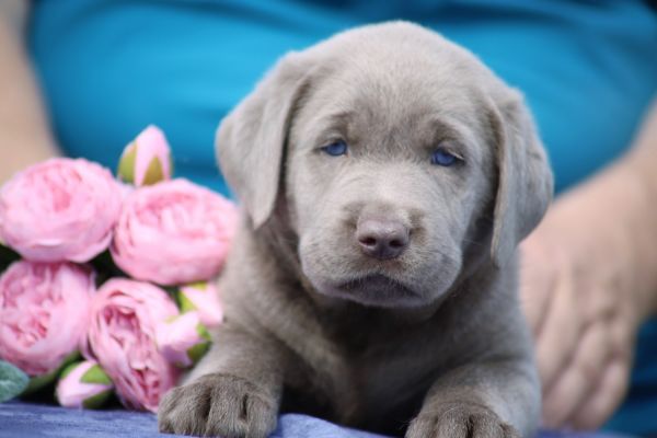 Silber Labrador puppies