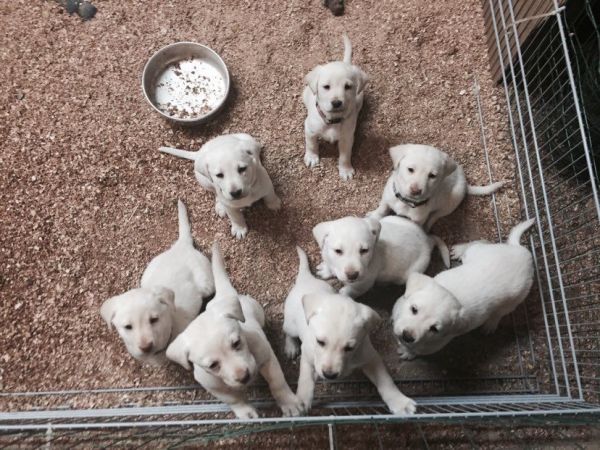 Preorder your puppy now!