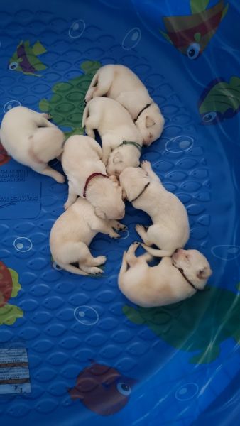 Purebred yellow lab puppies