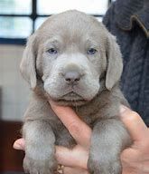 AKC Silver Labrador Retriever Pups