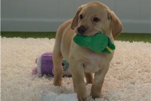 Adorable labrador retriever
