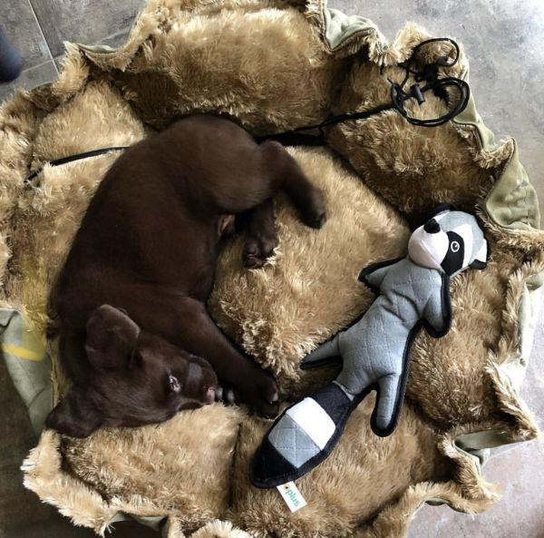 Labrador Retriever ( %50 DISCOUNT)