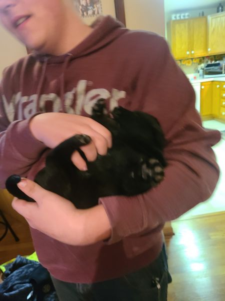 German Sheperd/ Black Lab Puppies
