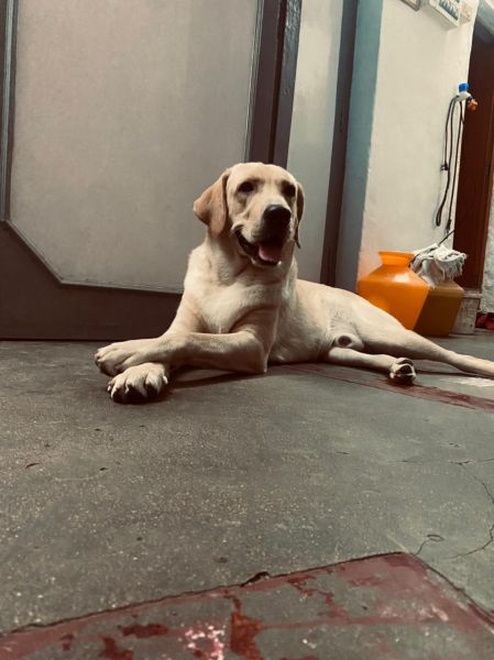 Want to give away my dog