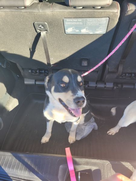 4 year old male. Looking for a good home to be loved.