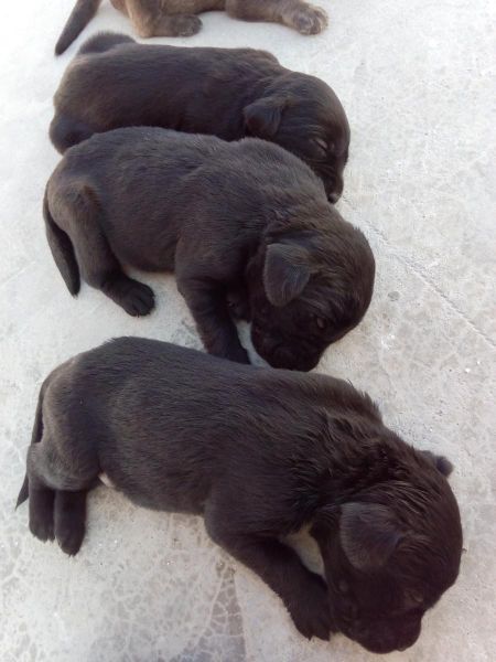 Labrador puppies