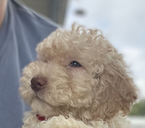 Lagotto Romagnolo Puppies