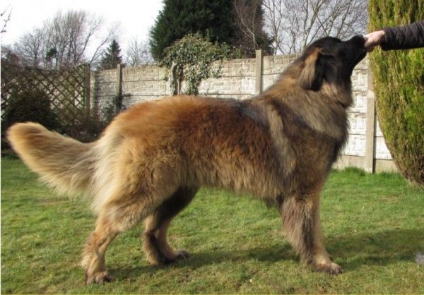 Leonberger Puppies text (***) ***-***3