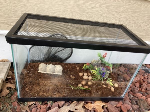 Fancy Leopard Geckos