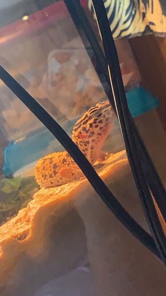 leopard gecko for sale