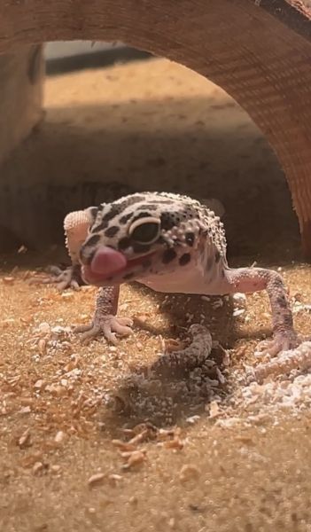 Leopard Gecko