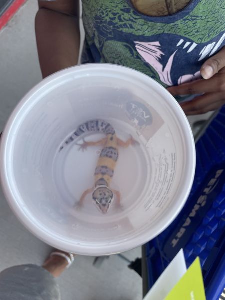 leopard geco in need of loving