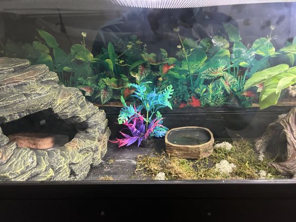 Selling my leopard gecko