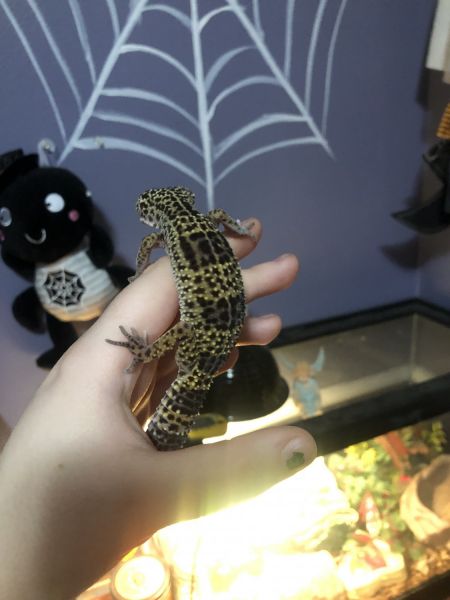 SELLING LEOPARD GECKOS