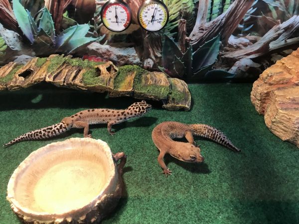 2 Leopard Geckos
