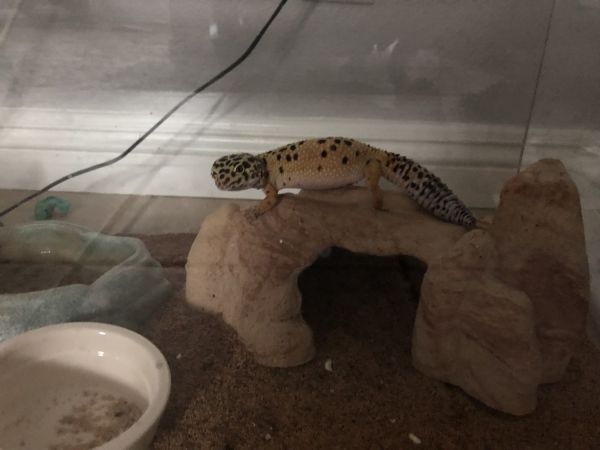 Leopard Gecko