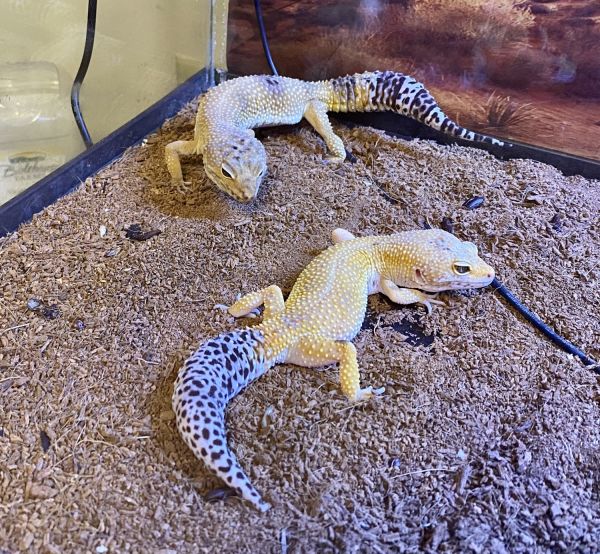 2 High Color Female Adult Leopard geckos
