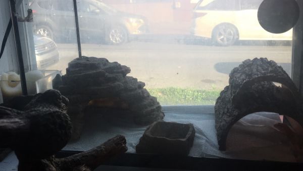 Three geckos and two habitats