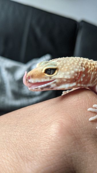 Tangerine Leo named Cleo