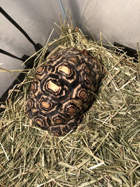 Leopard Tortoise for Sale