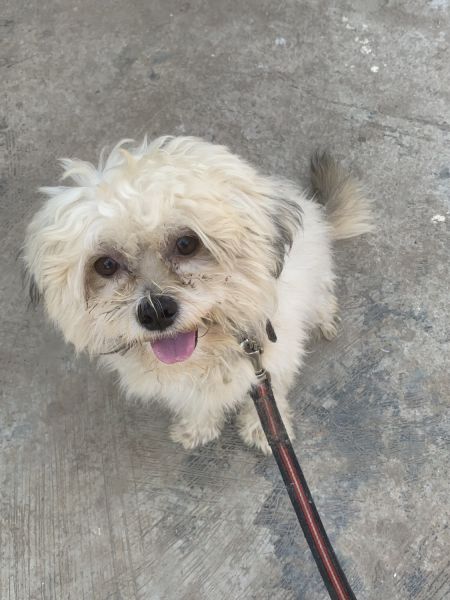 1 year old Lhasa apso