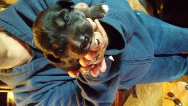 Lhasa apso puppy ready for easter