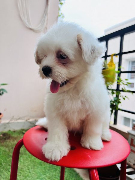 54 Days old lhasapso puppies available for sale