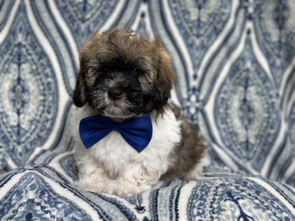 Rockstar-male Lhasapoo