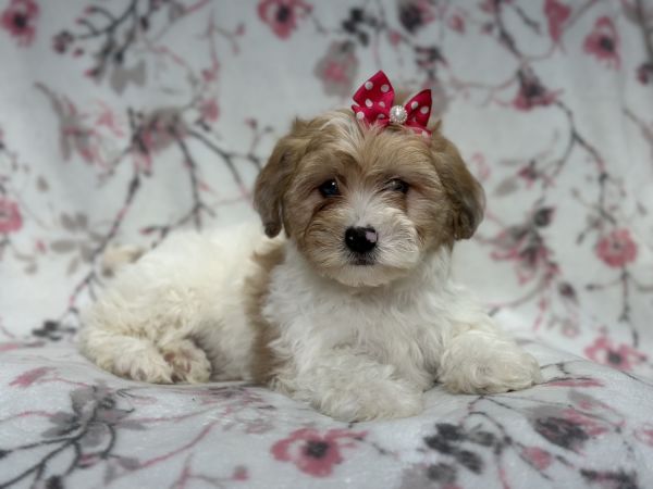 Layla-female Lhasapoo