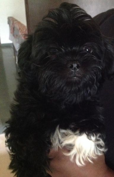 6 Black lhasa Apso Pups (3 Months Old)