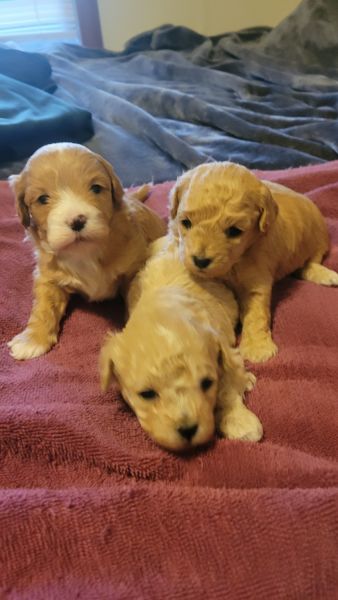 Lhasapoo puppies