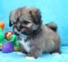 Lhasa Apso Puppies for Sale