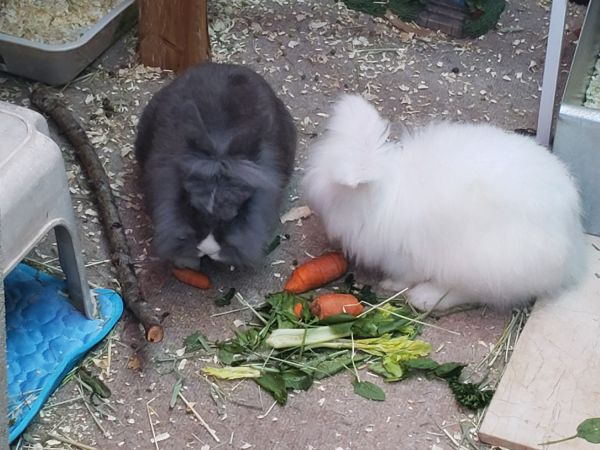 Take a Lion home today