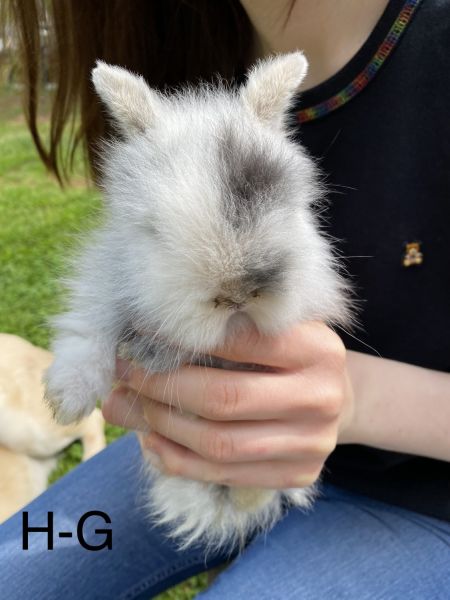 Lionhead baby rabbit for sale