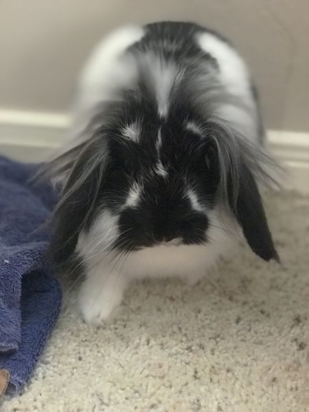 Lionhead Lop