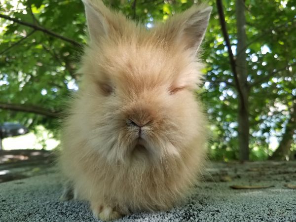 lionhead doe bunny