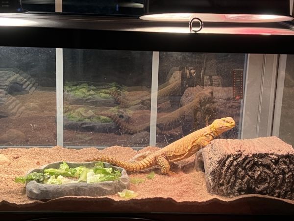 Yellow saharan, Uromastyx