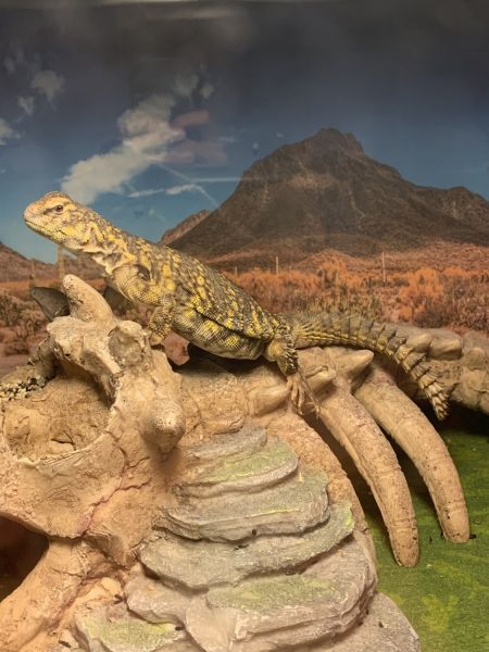 Yellow Nigerian Uromastyx (female)
