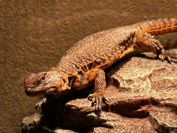 Adult Niger Uromastyx