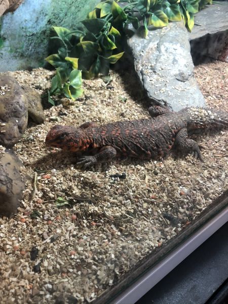 Adult Red uromastyx