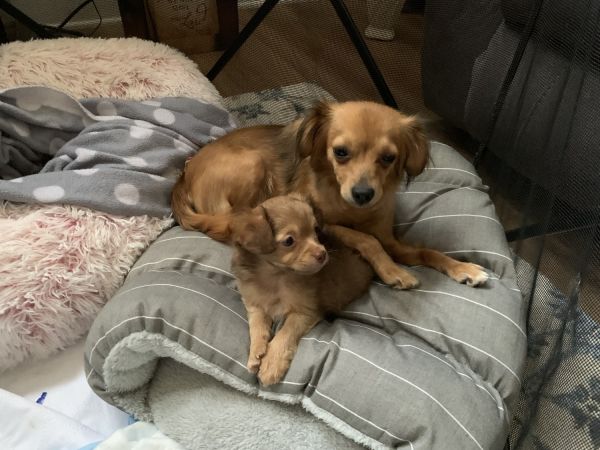 Sweet baby girl, Long Haired Chihuahua mix, 8 weeks old.