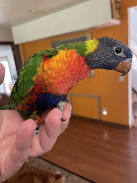 Hand fed baby lorikeets