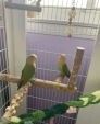 Pair of Lovebirds for Sale – With Cage, Drawers & Accessories!