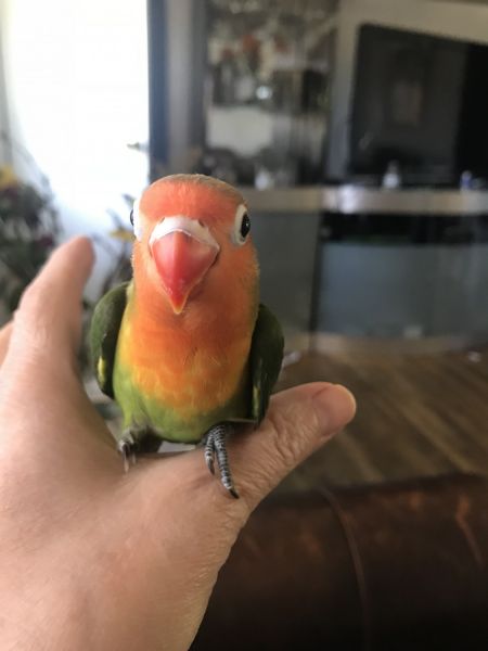 Lovebird for sale