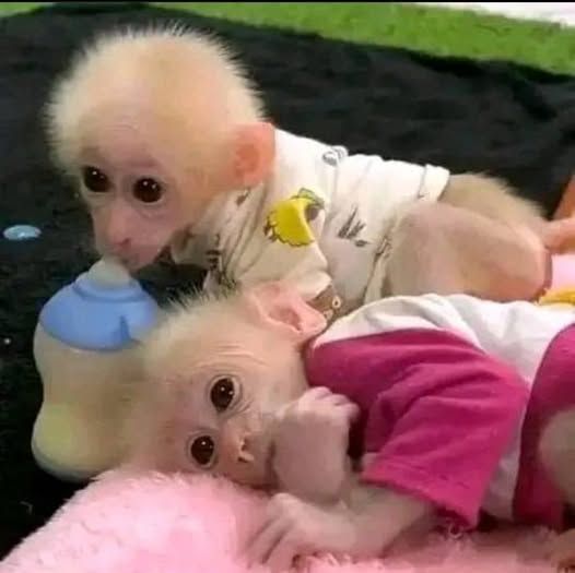 Registered Stumptail and Pigtail Macaque Monkeys