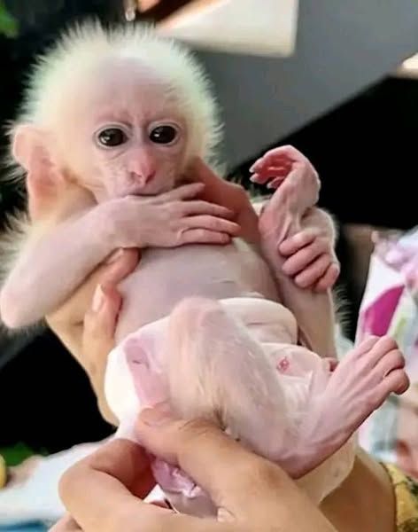 Adorable Stumptail Macaque Monkeys For Adoption